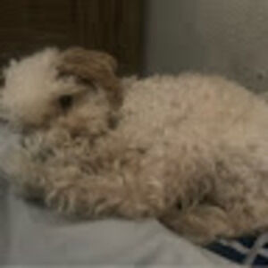 Meet your Posher, Isaiah